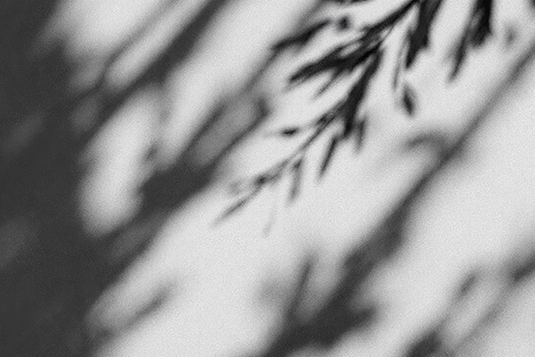 shadow of leaves on white wall